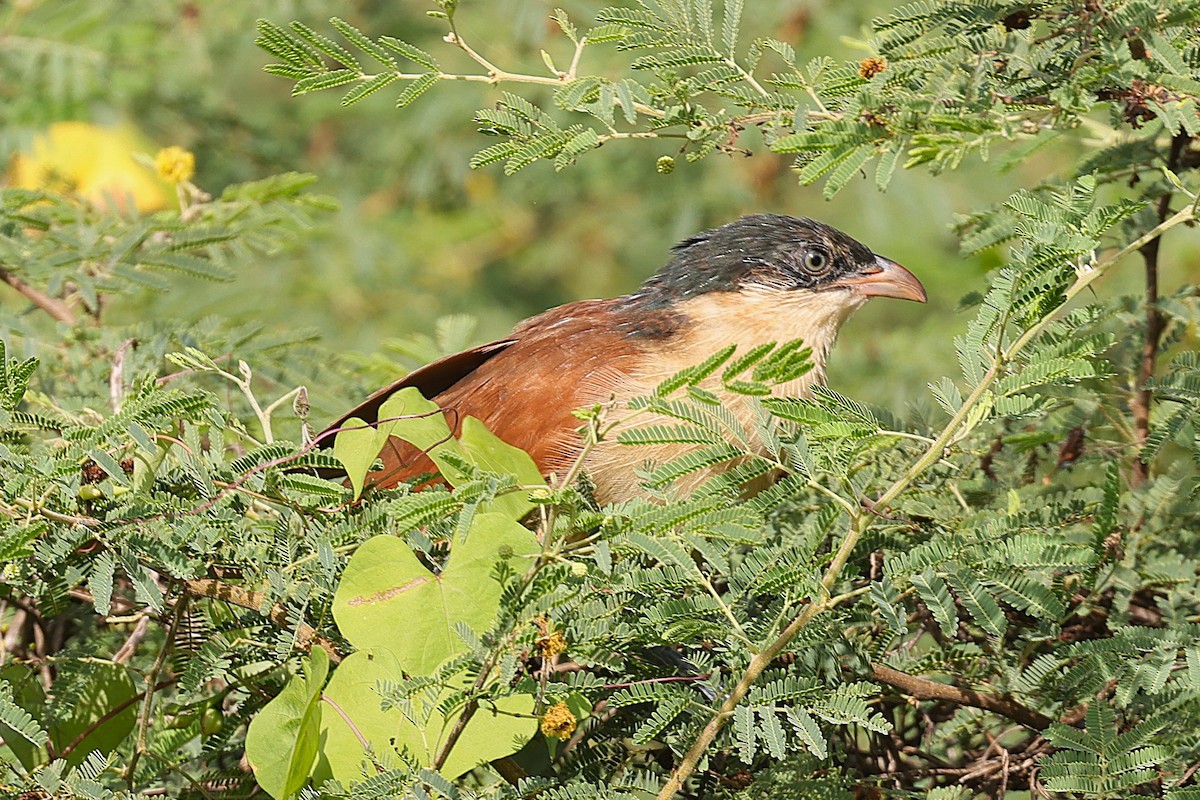 Senegal Coucal - ML646902917
