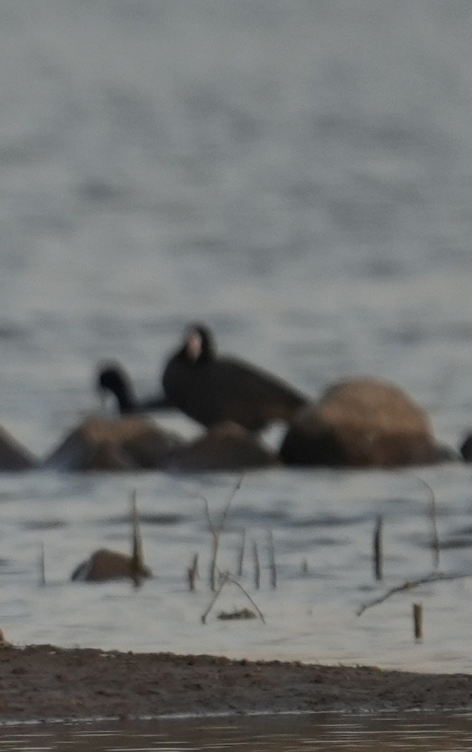 オオバン - ML646902918