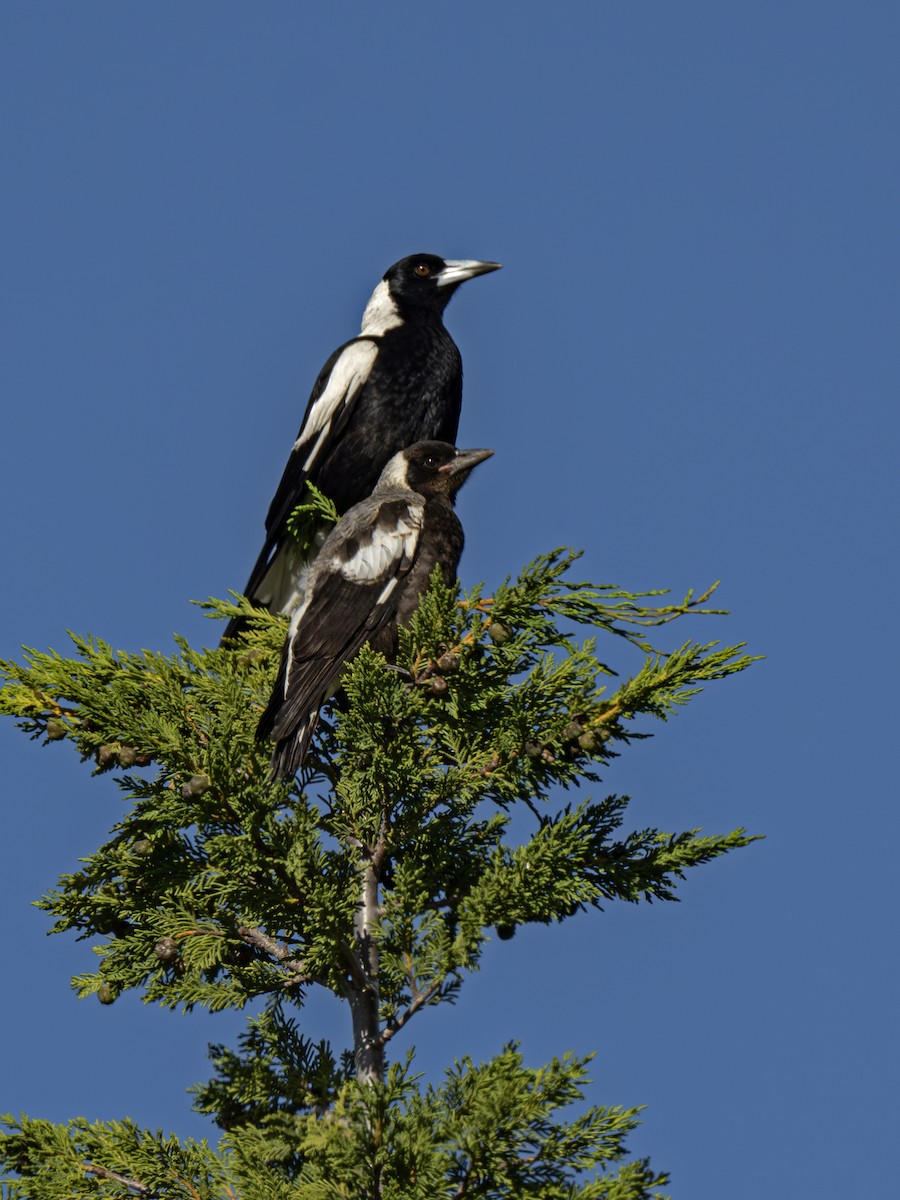 Australian Magpie - ML646902921