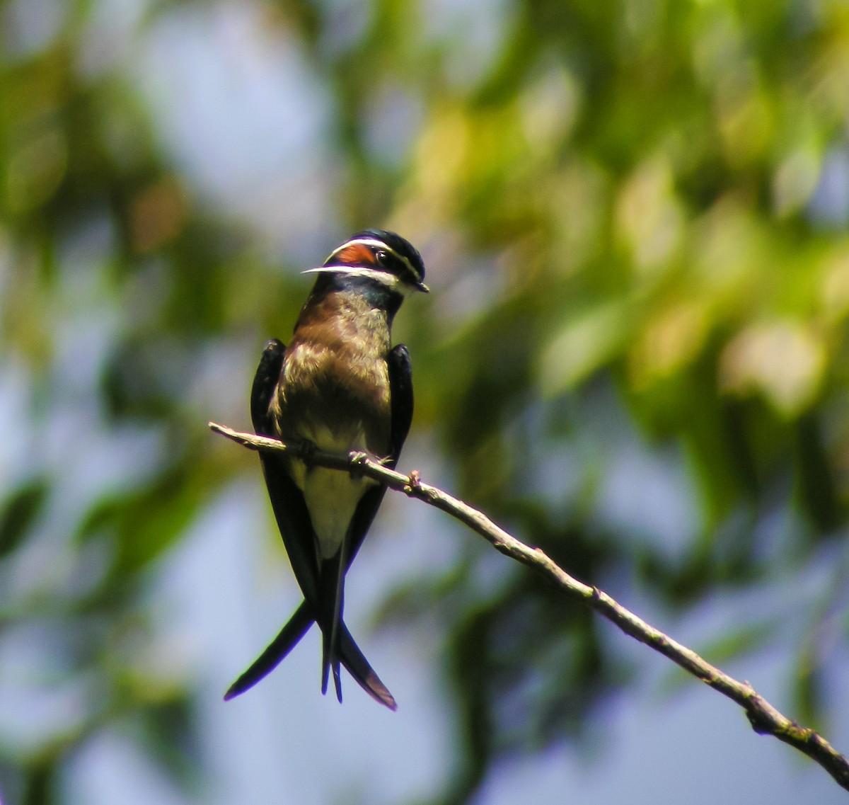 Whiskered Treeswift - ML646902923