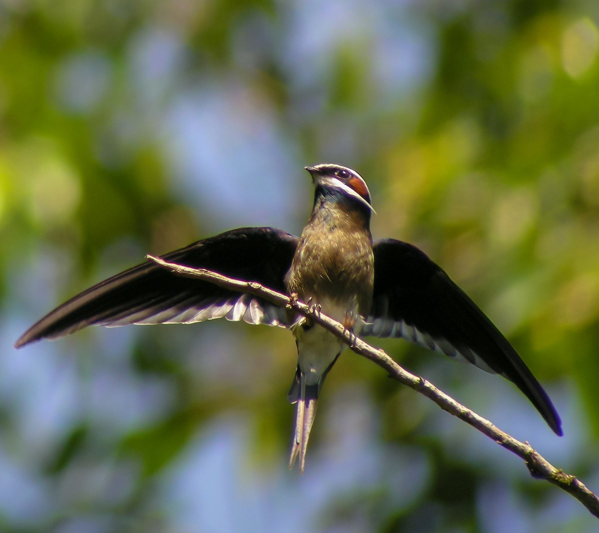 Whiskered Treeswift - ML646902924