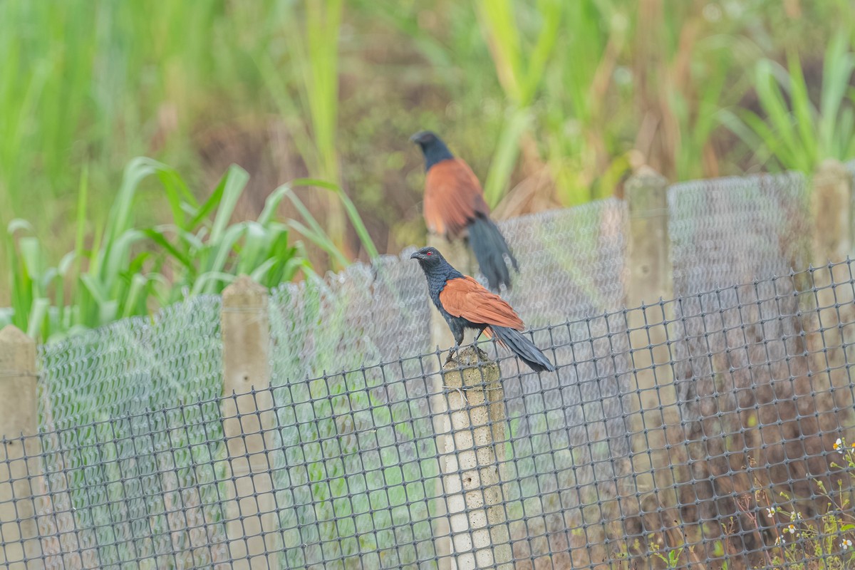 Greater Coucal - ML646902928