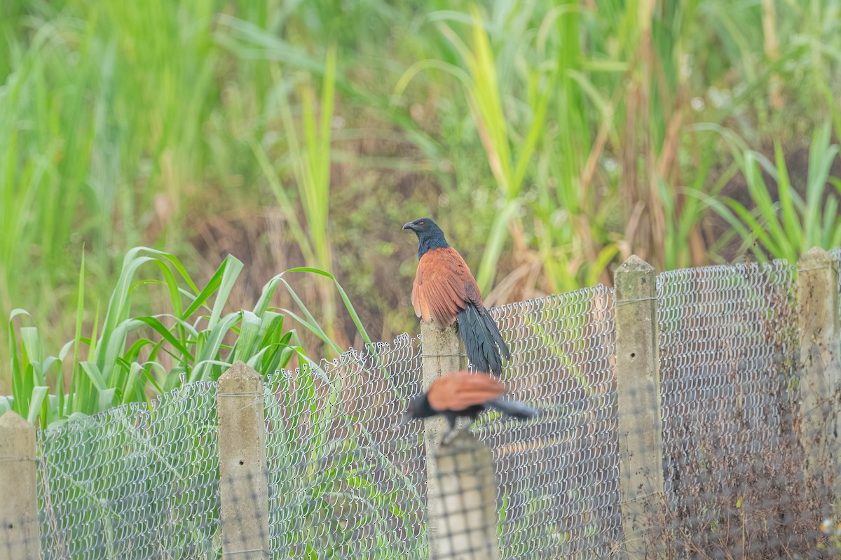 Greater Coucal - ML646902929