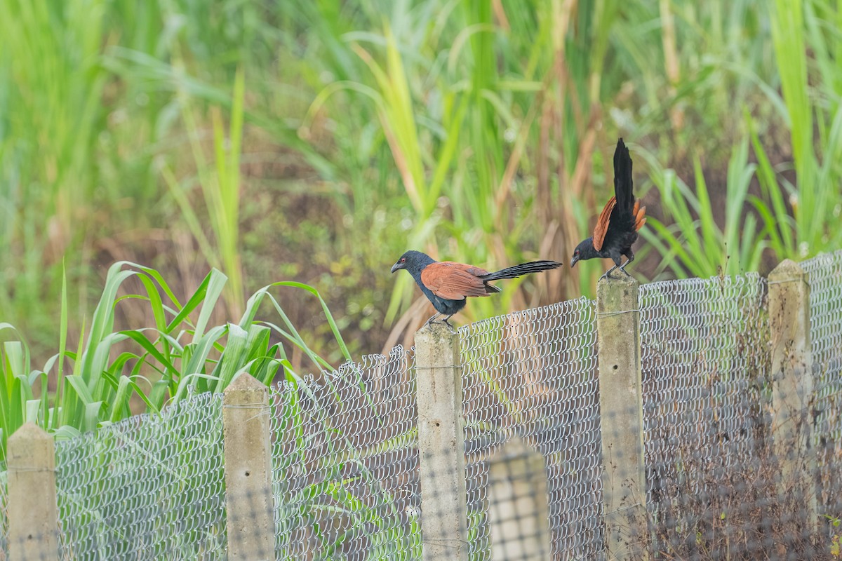 Greater Coucal - ML646902930
