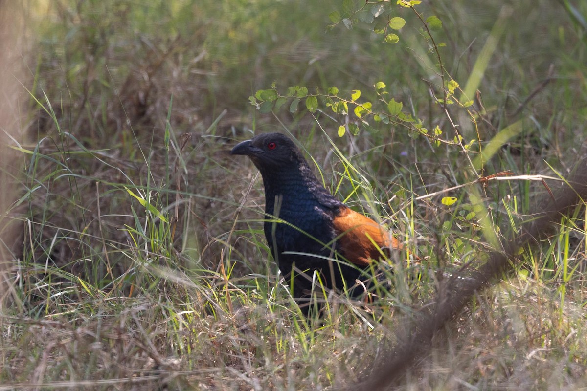 Greater Coucal - ML646902939