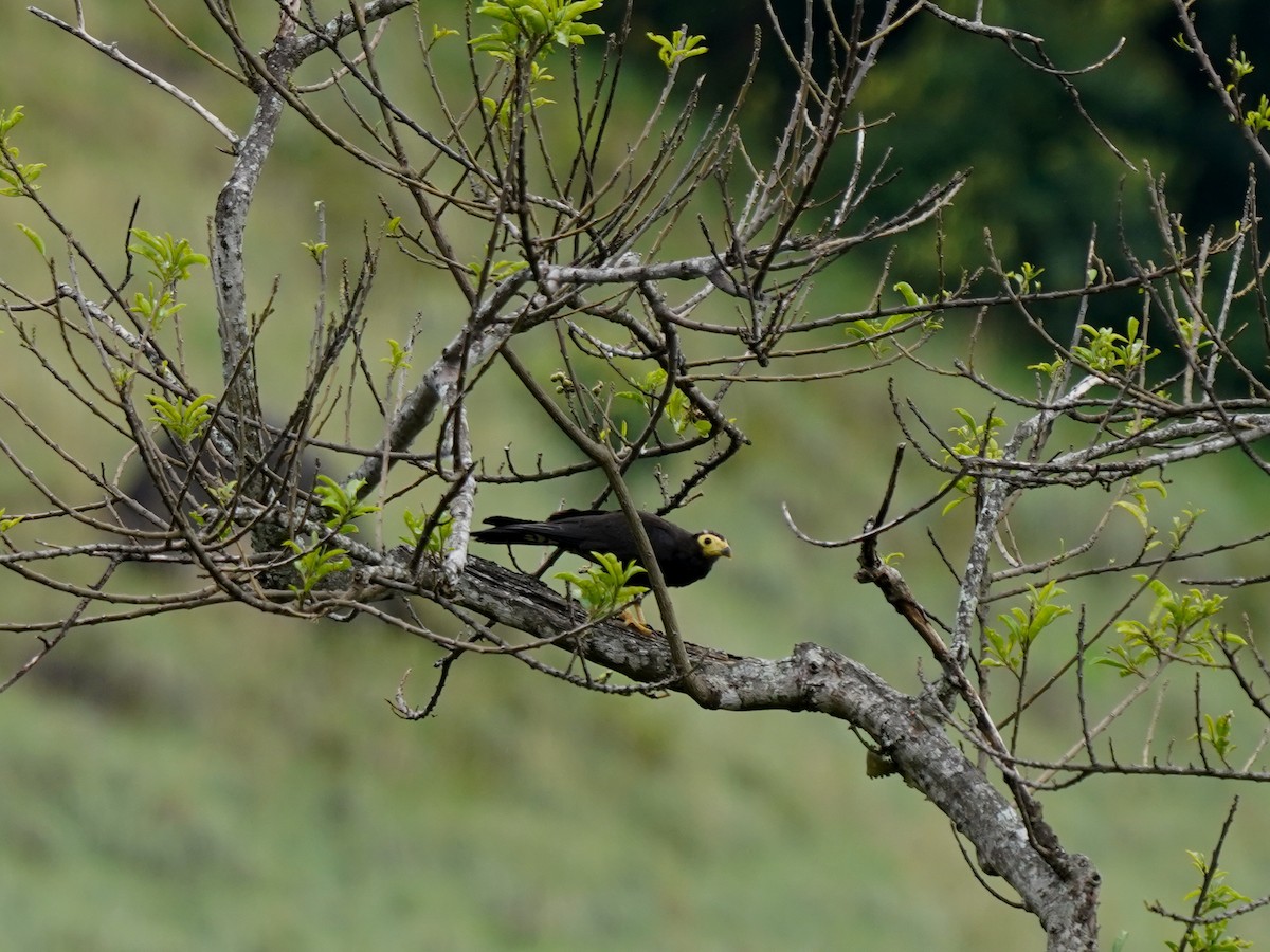 Siyah Karakara - ML646902944