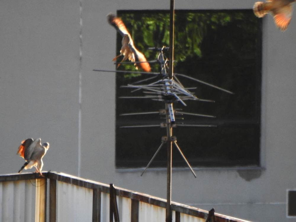 Roadside Hawk - ML646902947