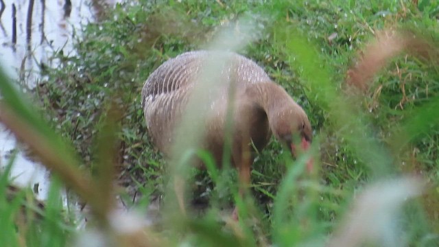 husa velká - ML646902948