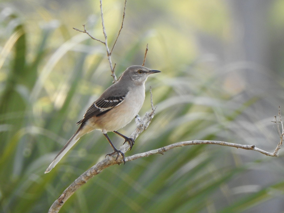 マネシツグミ - ML646902953