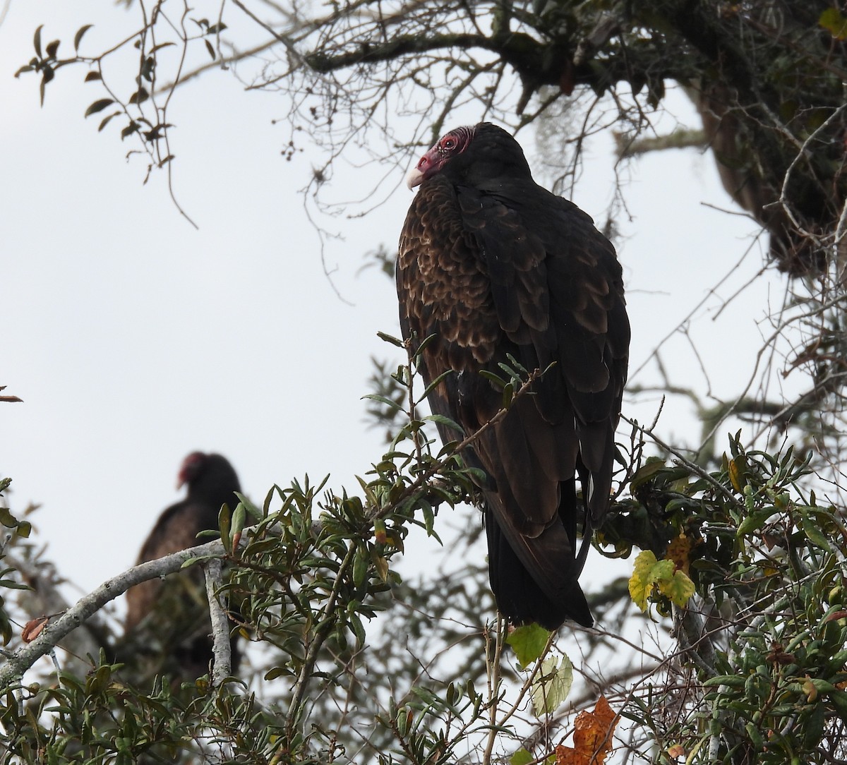 Turkey Vulture - ML646902956