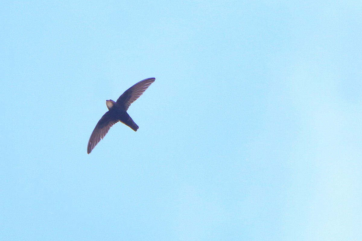 Little Swift - ML646902961