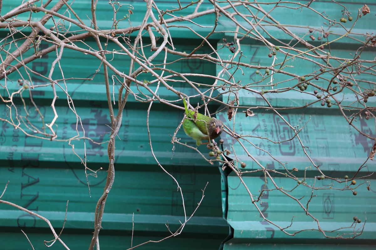 Brown-headed Barbet - ML646902977