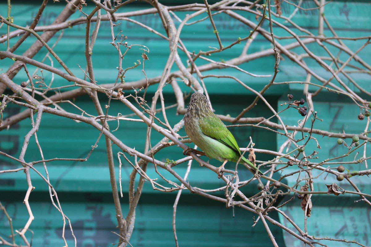 Brown-headed Barbet - ML646902978