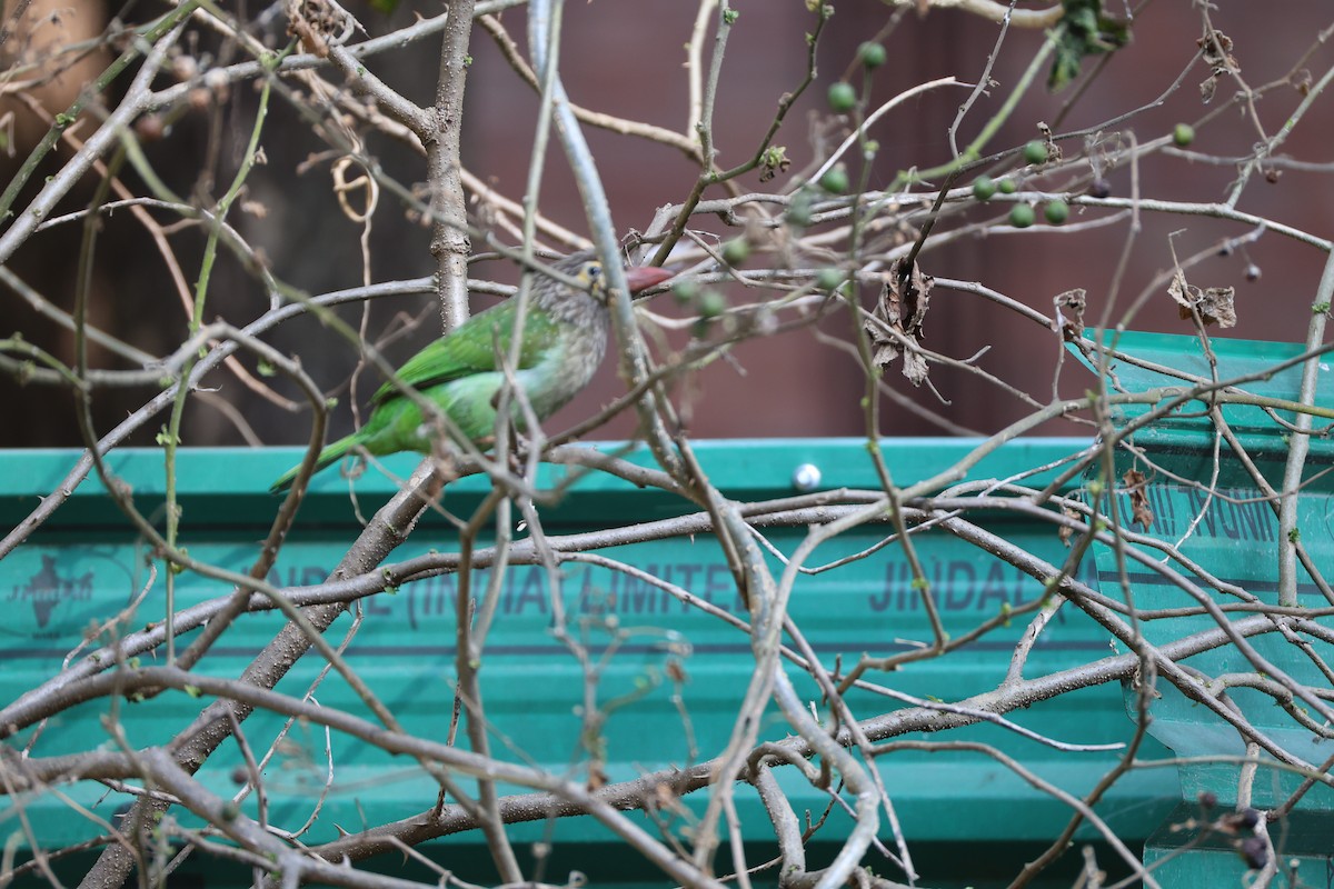 Brown-headed Barbet - ML646902979