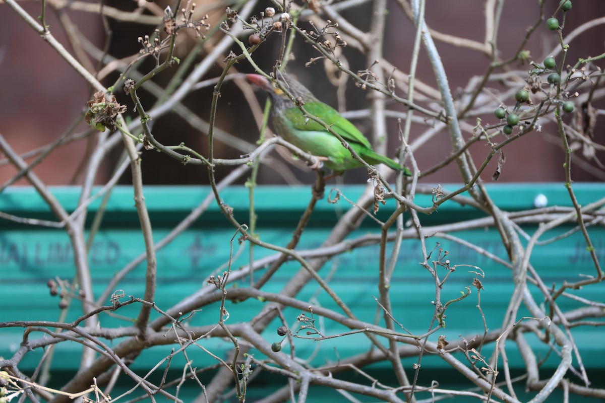 Brown-headed Barbet - ML646902980