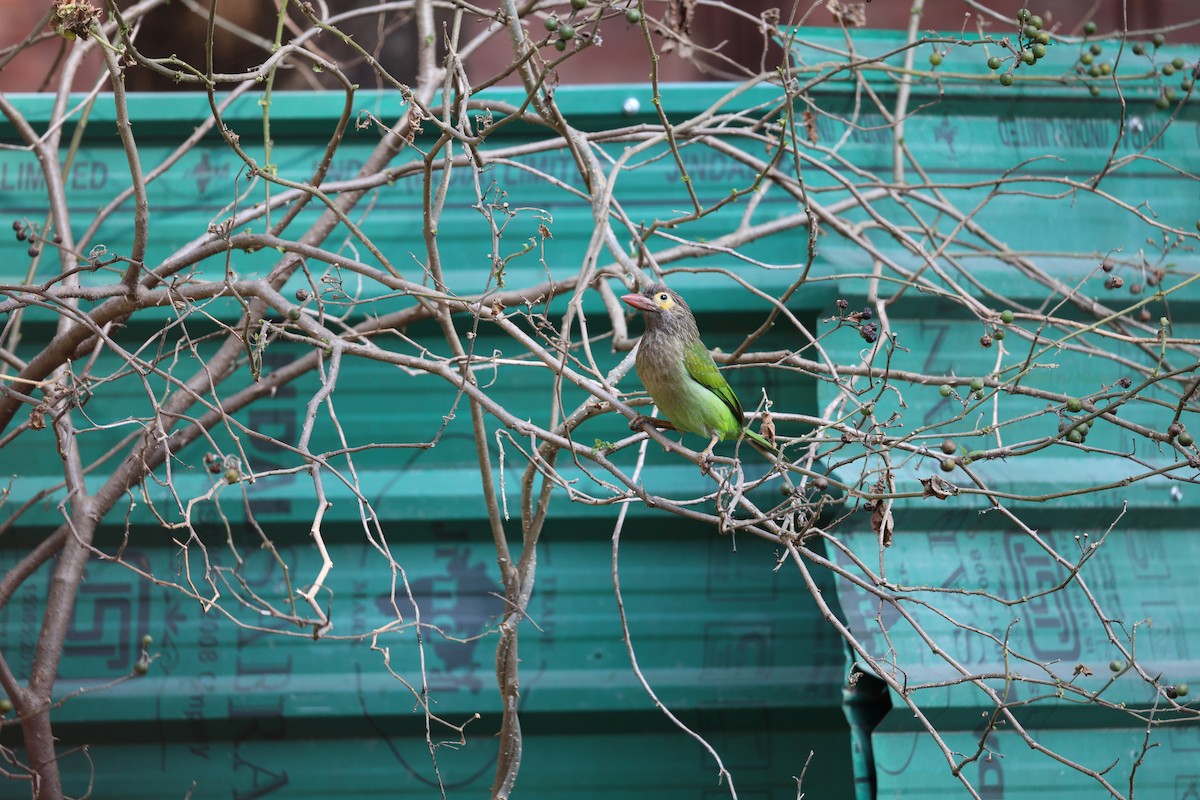 Brown-headed Barbet - ML646902981