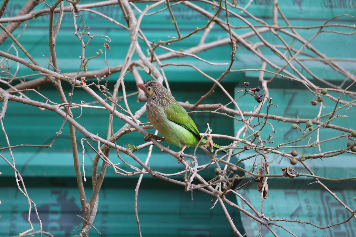 Brown-headed Barbet - ML646902982