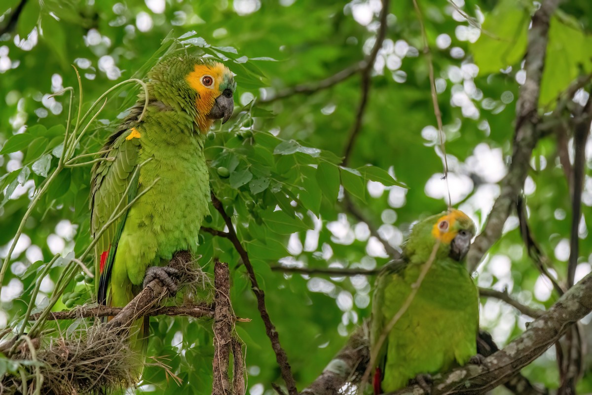 Turquoise-fronted Amazon - ML646902989