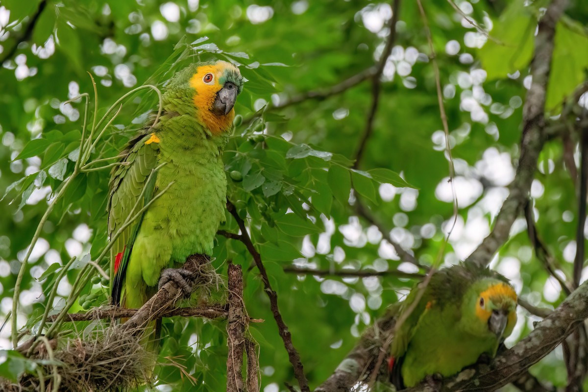 Turquoise-fronted Amazon - ML646902990