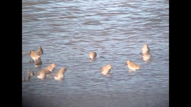 חופית אלפינית - ML646902994