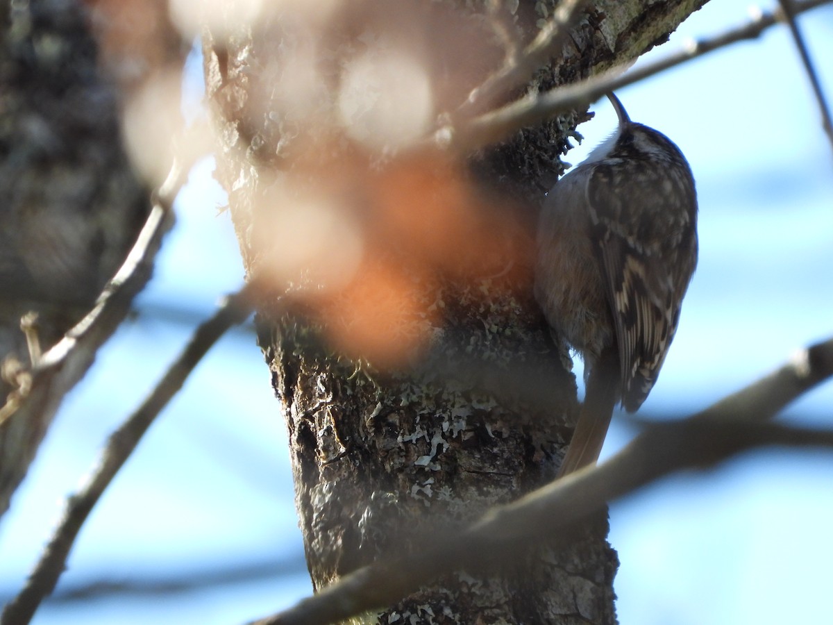 Short-toed Treecreeper - ML646902996