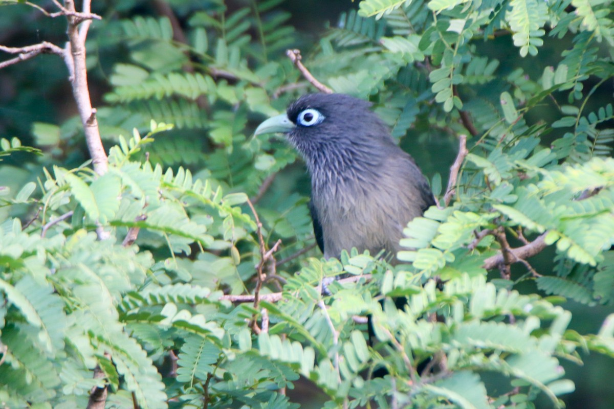 Blue-faced Malkoha - ML646903003