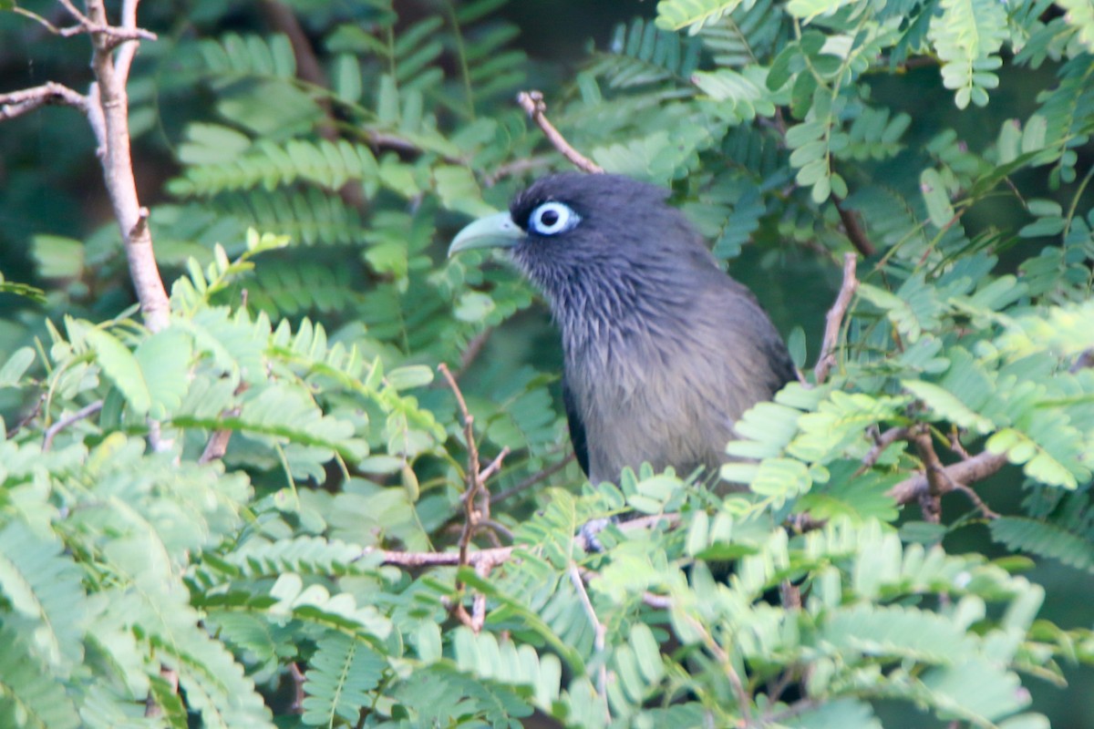 Blue-faced Malkoha - ML646903004