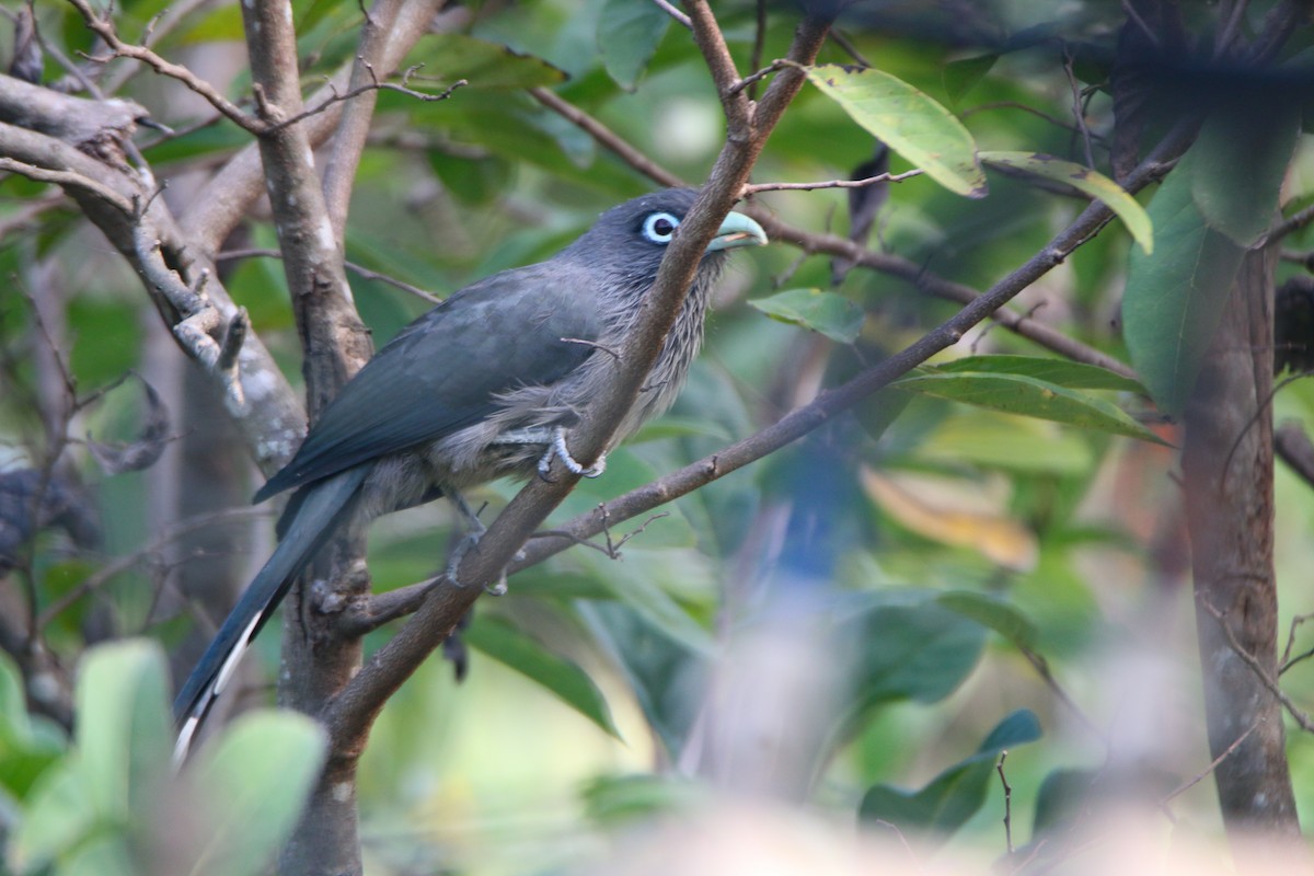 Blue-faced Malkoha - ML646903005