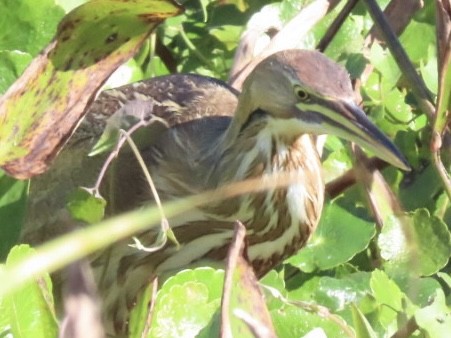 American Bittern - ML646903028