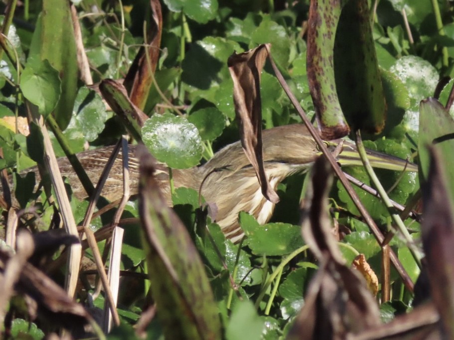 American Bittern - ML646903029