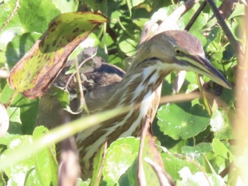 American Bittern - ML646903030