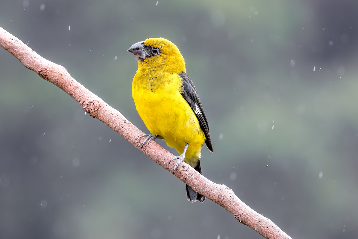 Black-thighed Grosbeak - ML646903031