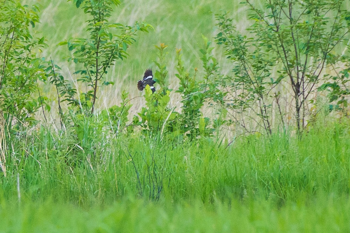 Lark Bunting - ML646903033