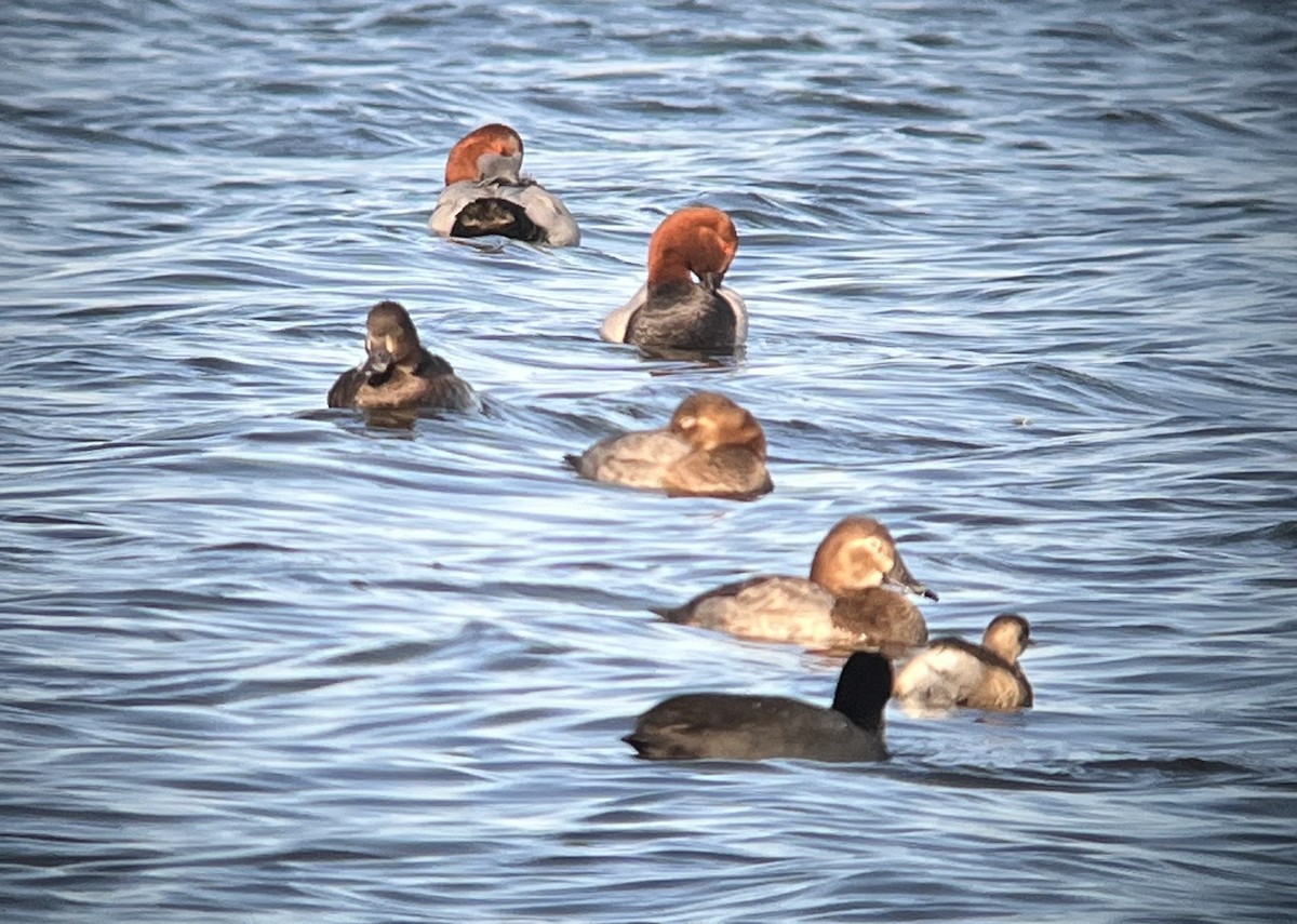 Common Pochard - ML646903034
