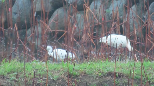 白琵鷺 - ML646903035