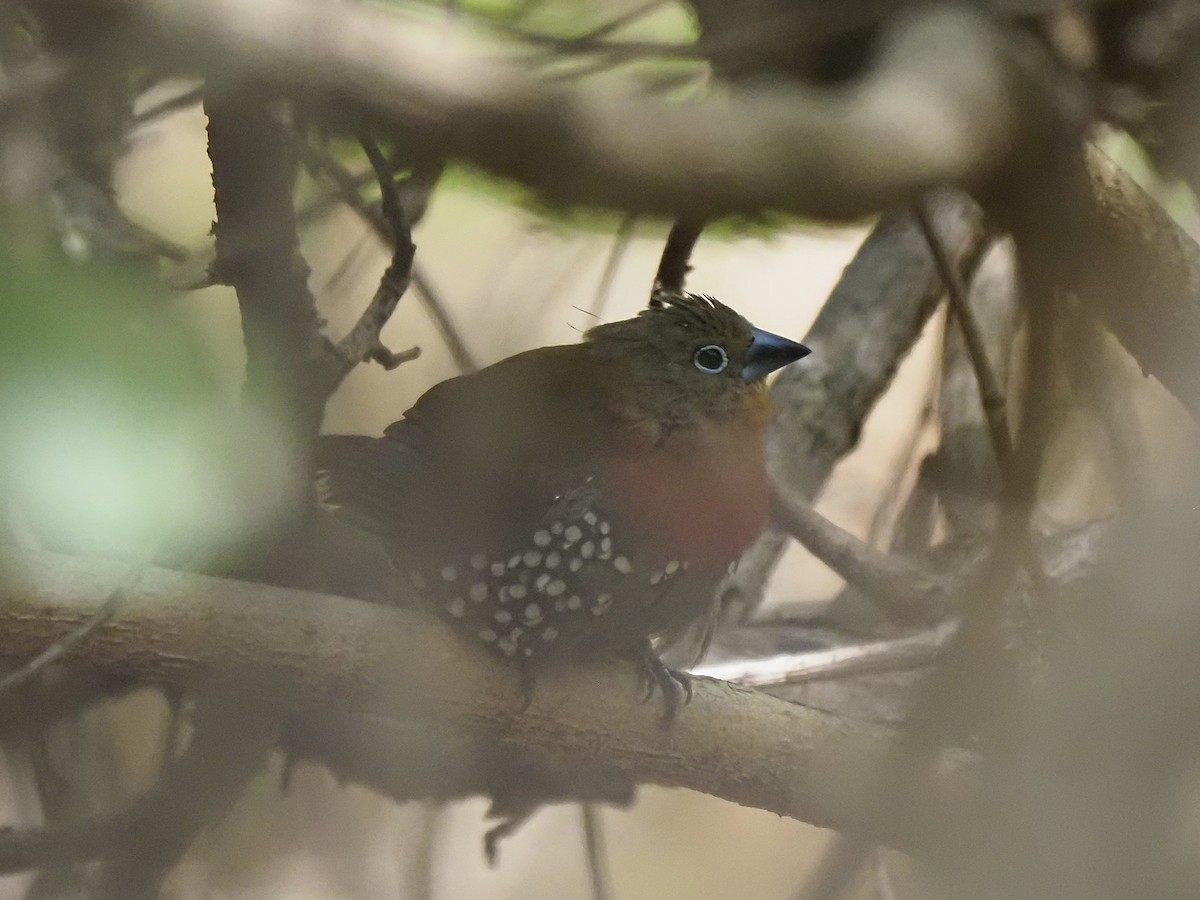 Red-throated Twinspot - ML646903036