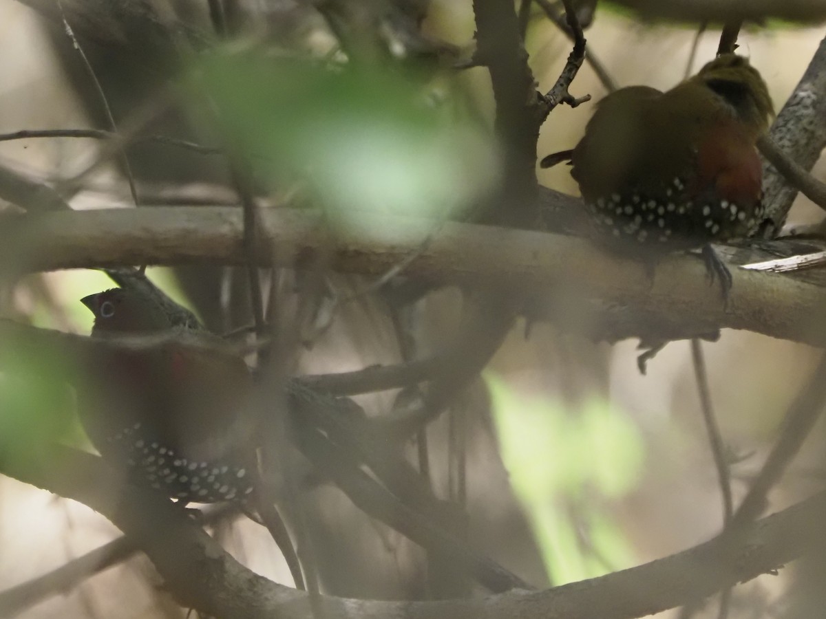 Red-throated Twinspot - ML646903037