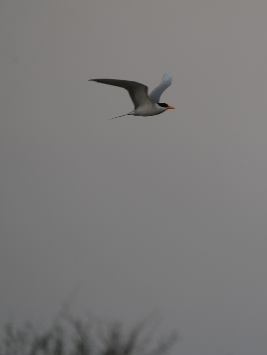 River Tern - ML646903041
