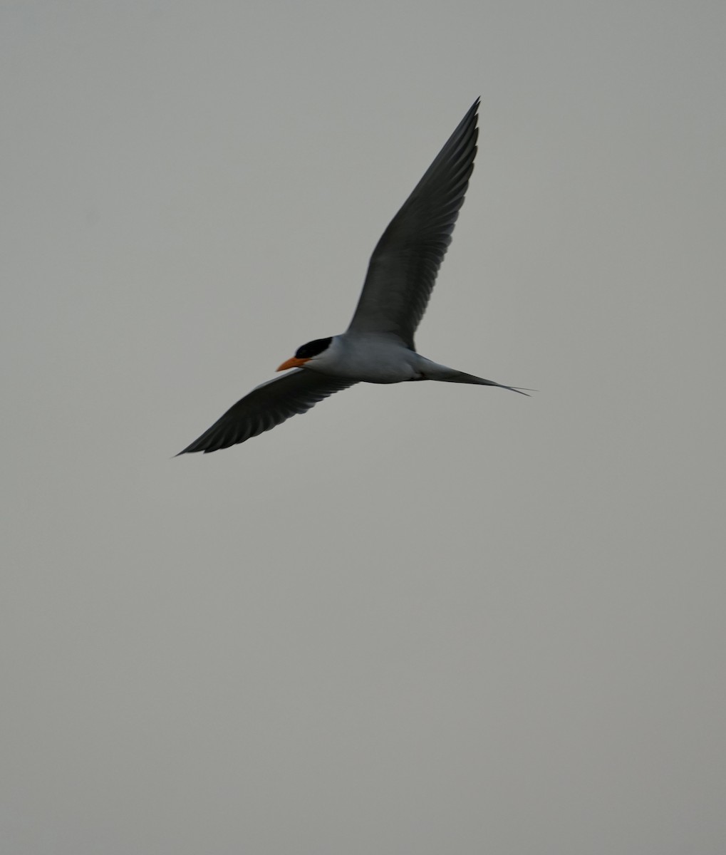 River Tern - ML646903042