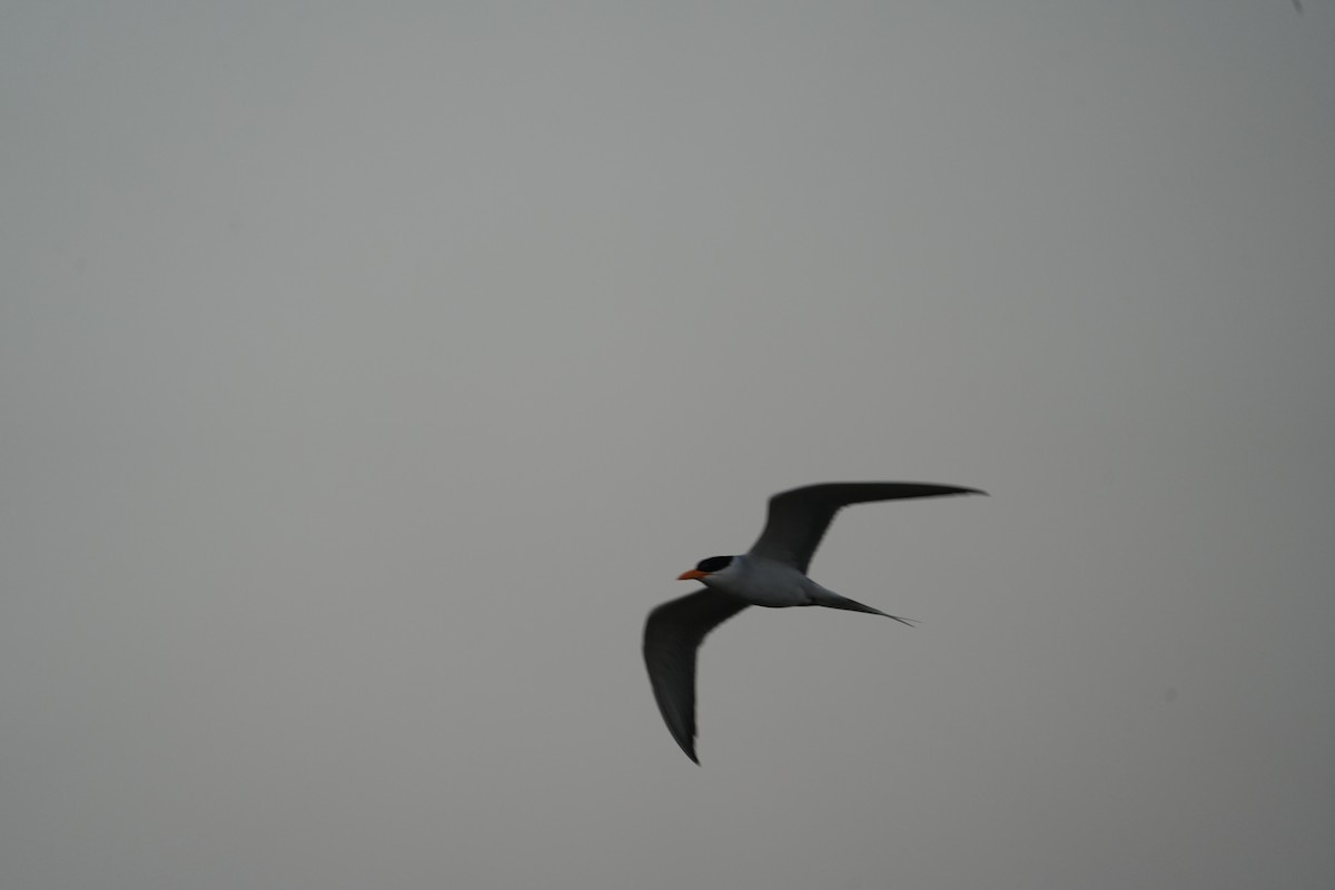 River Tern - ML646903043