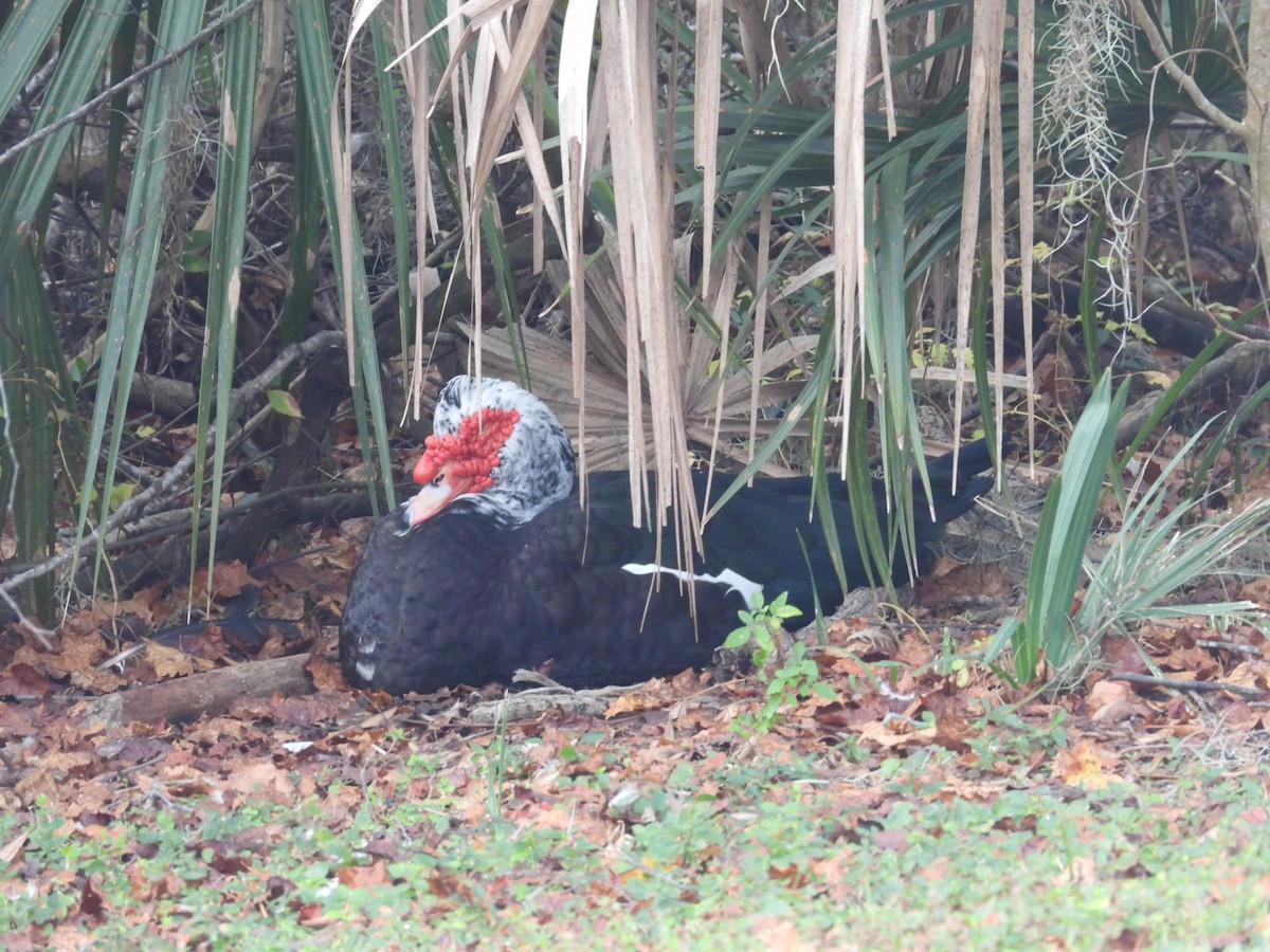 番鴨(馴化)(薑母鴨) - ML646903044