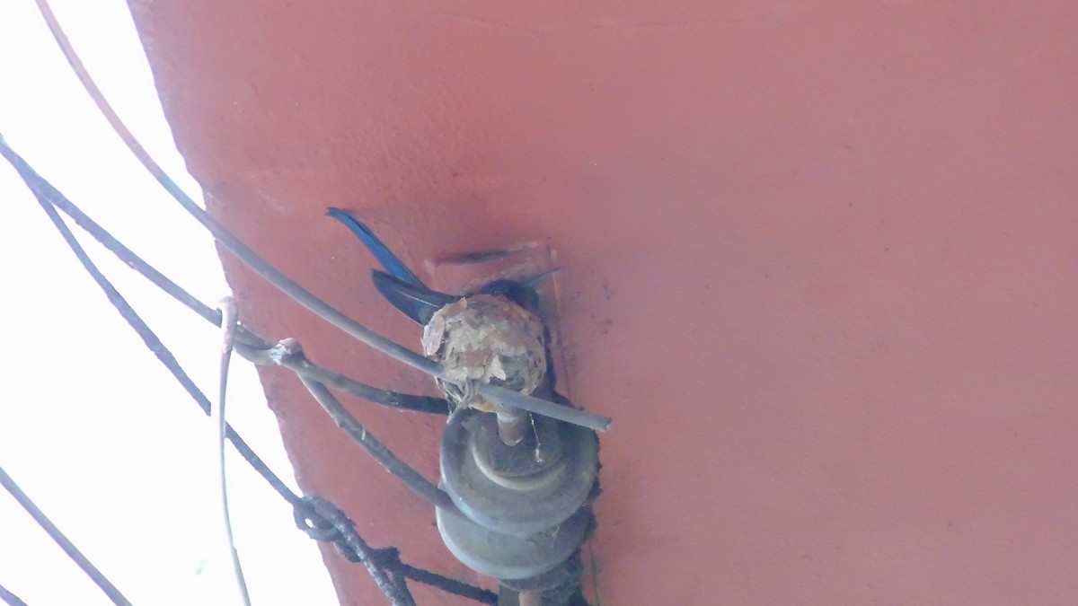 kolibřík vlaštovčí - ML646903053