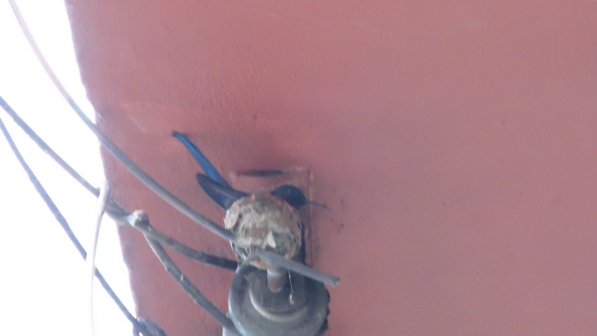 kolibřík vlaštovčí - ML646903054