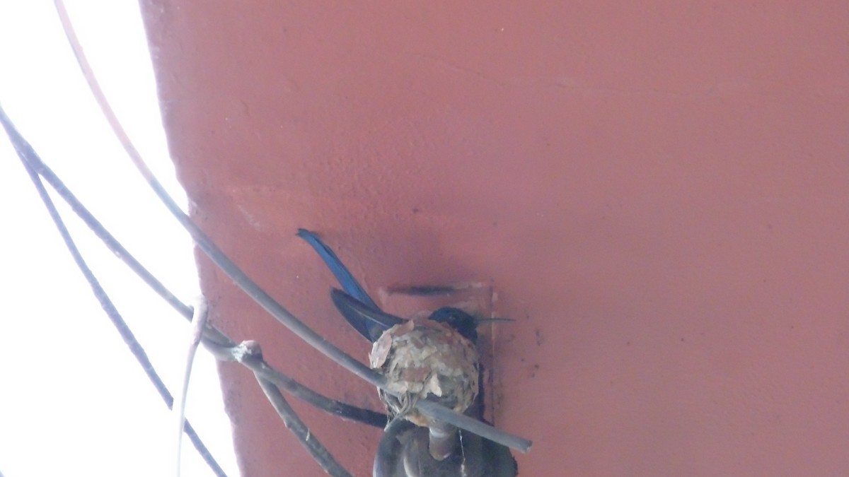 kolibřík vlaštovčí - ML646903055