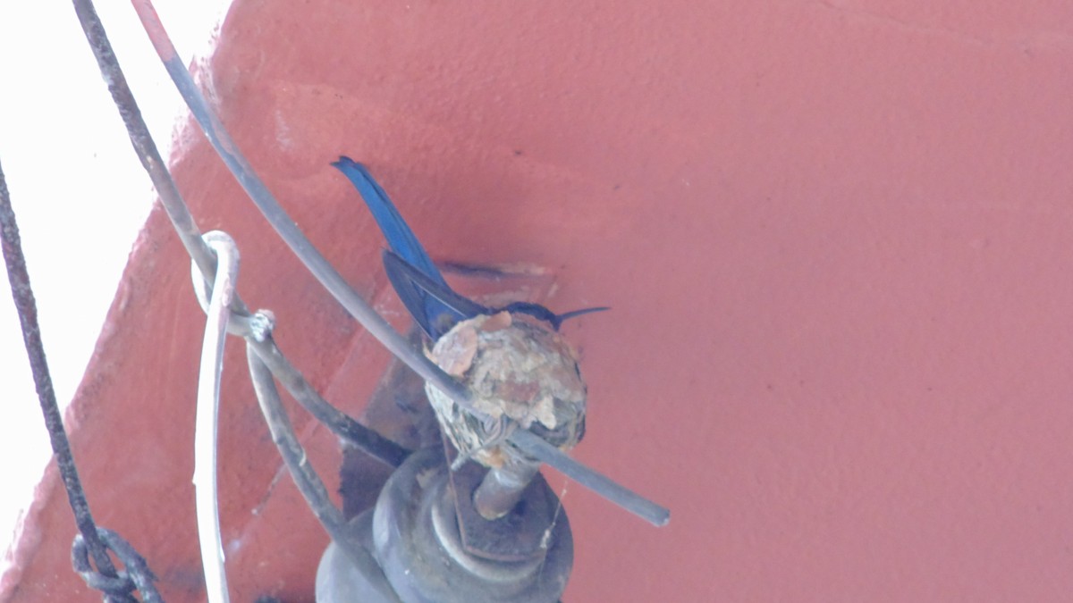 kolibřík vlaštovčí - ML646903056