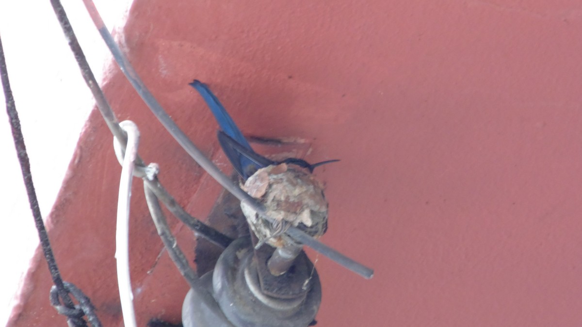 kolibřík vlaštovčí - ML646903062