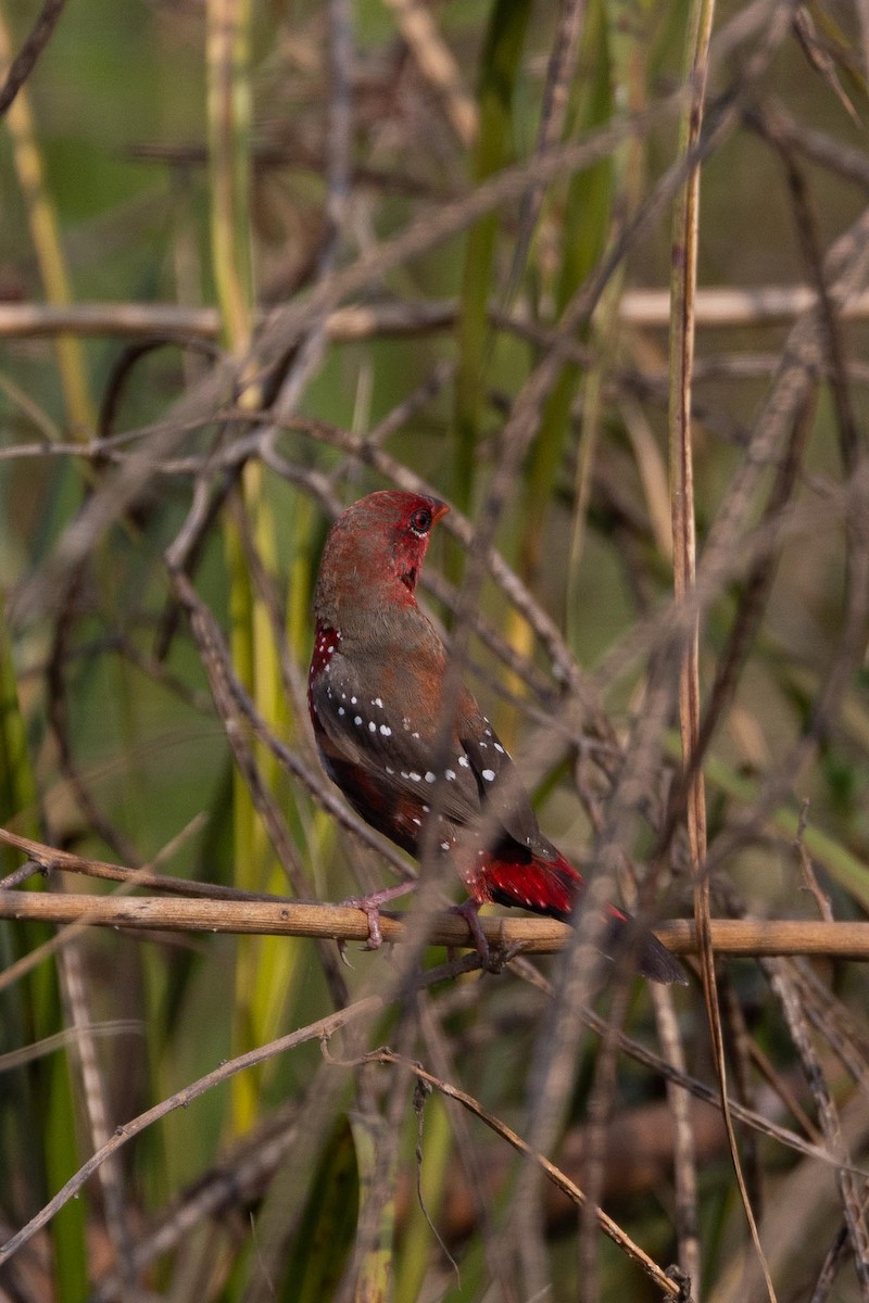 Red Avadavat - ML646903063