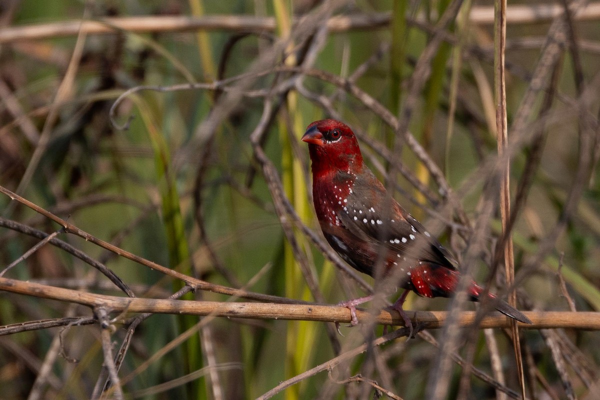 Red Avadavat - ML646903064