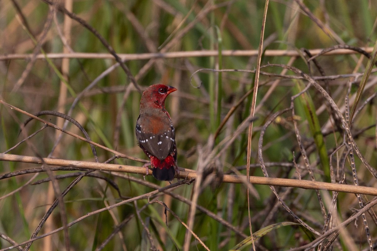Red Avadavat - ML646903065