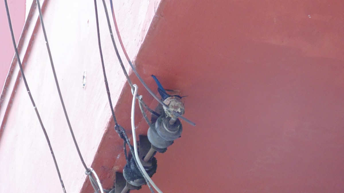 kolibřík vlaštovčí - ML646903066